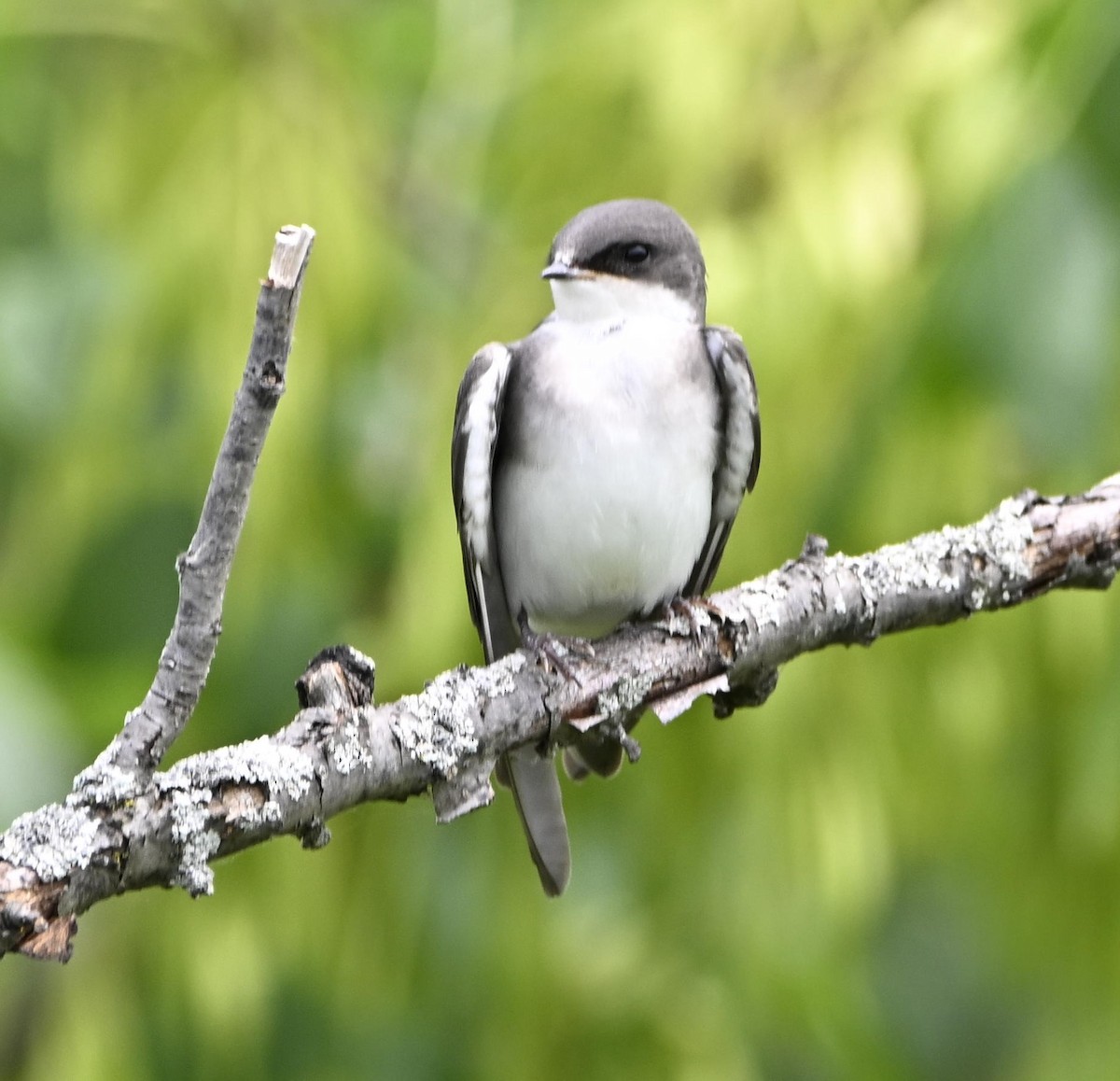 Golondrina Bicolor - ML620834214