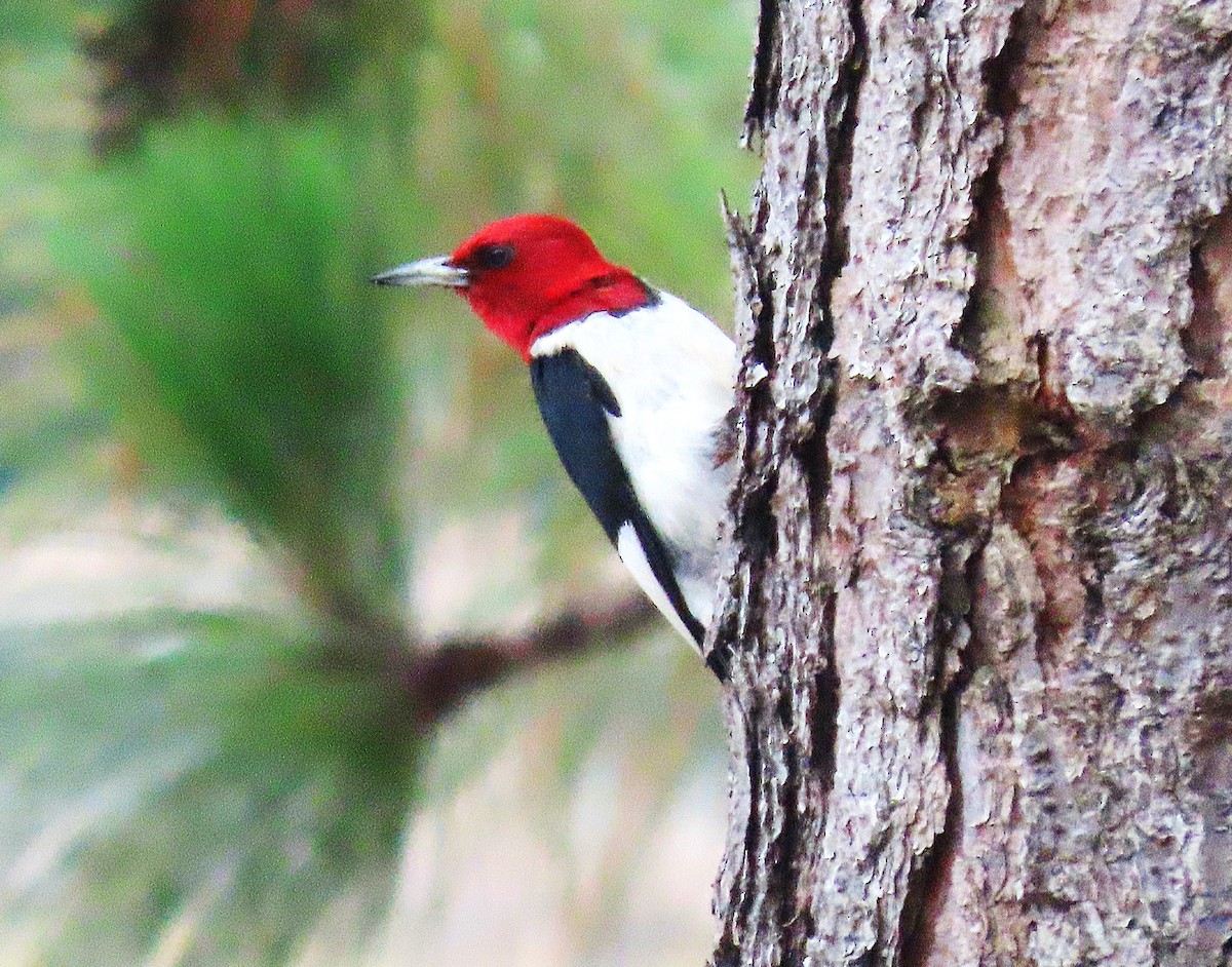 Red-headed Woodpecker - ML620834219