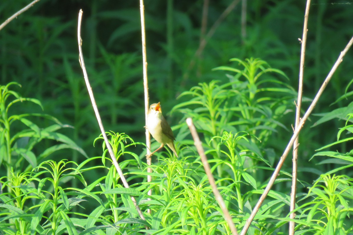 Blyth's Reed Warbler - ML620834232