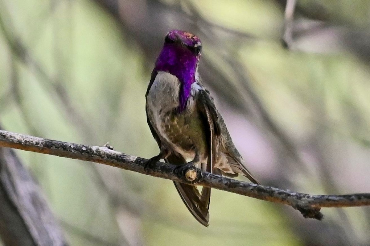 Costa's Hummingbird - ML620834234