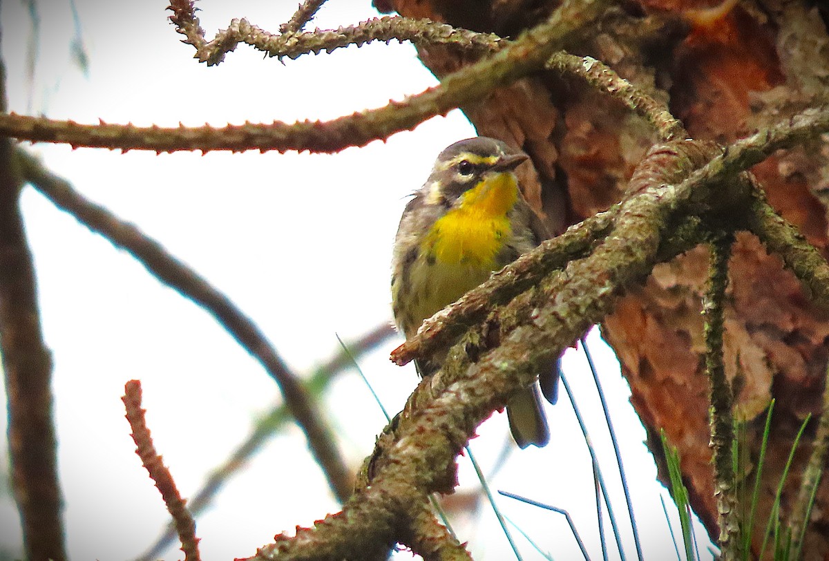 Yellow-throated Warbler - ML620834239