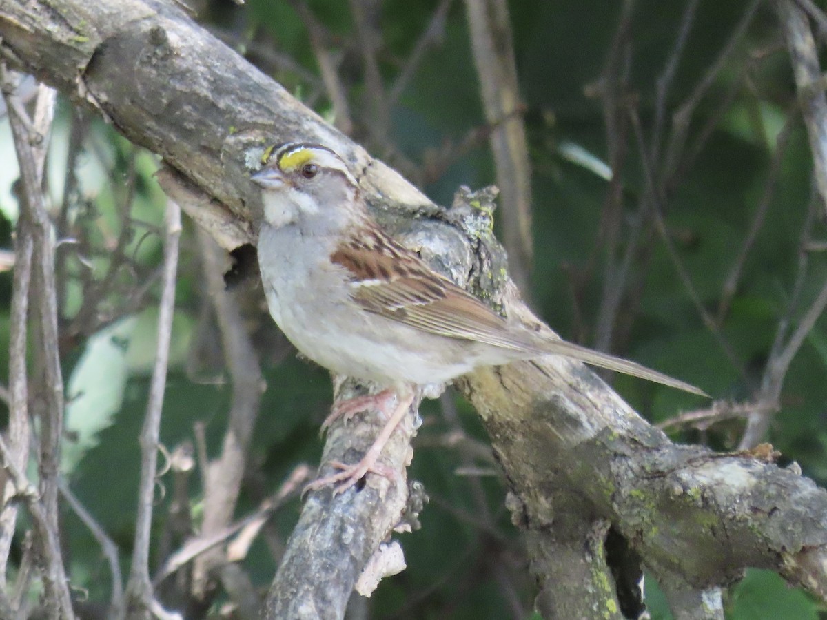 White-throated Sparrow - ML620834242