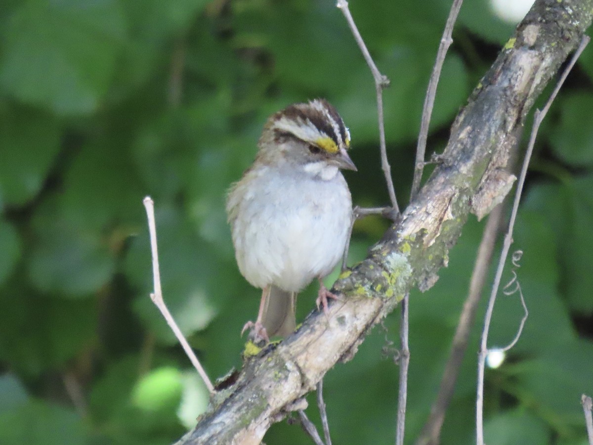 White-throated Sparrow - ML620834244