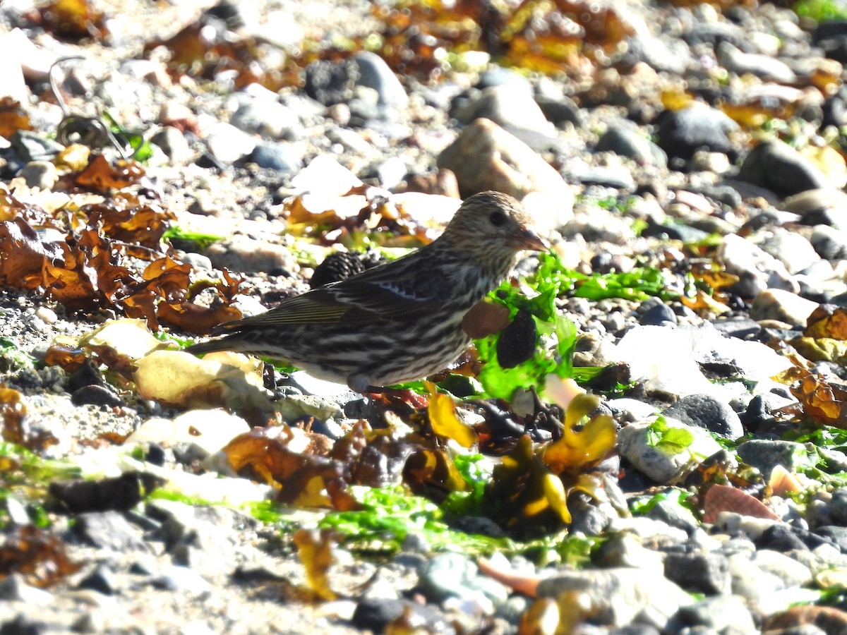 Pine Siskin - ML620834245