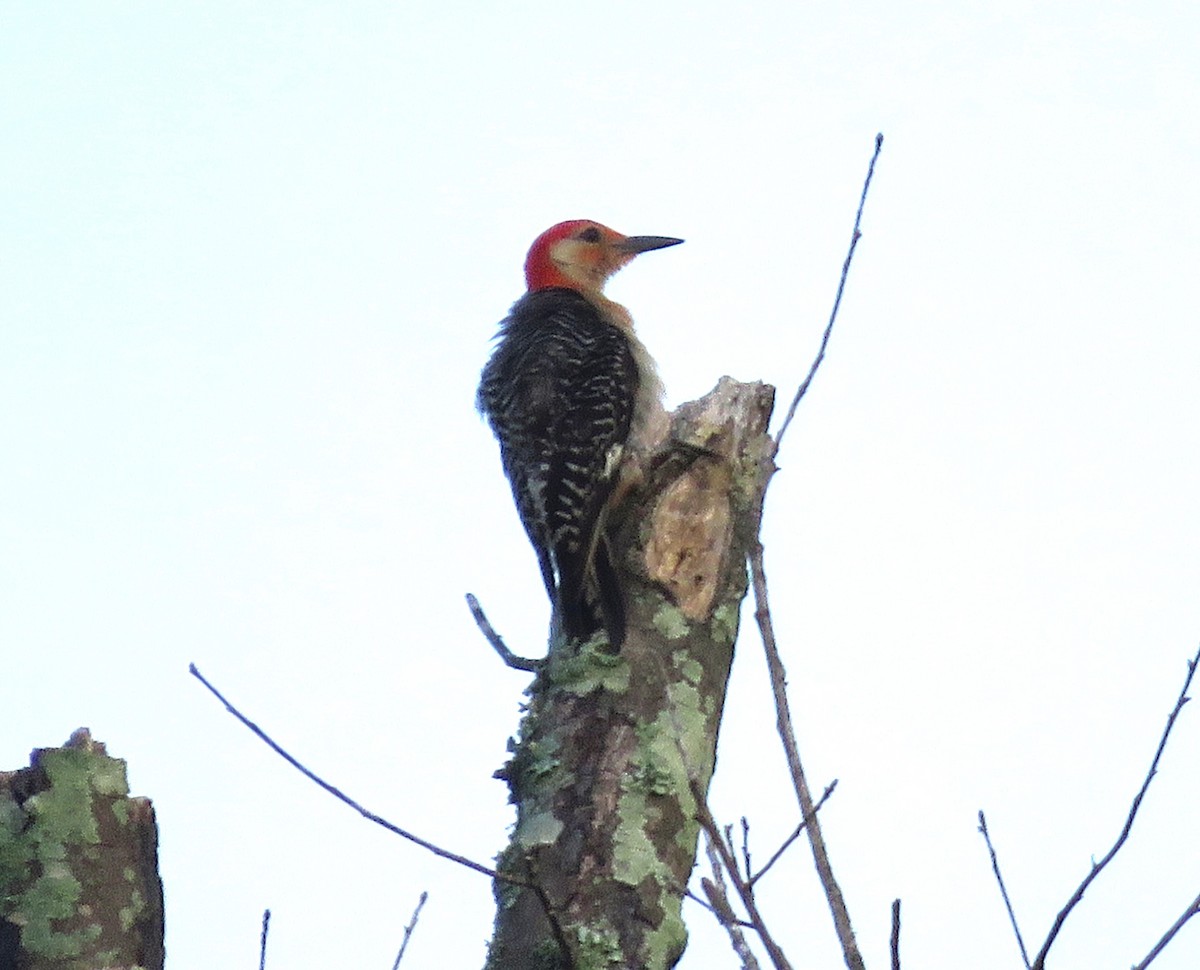 Red-bellied Woodpecker - ML620834246