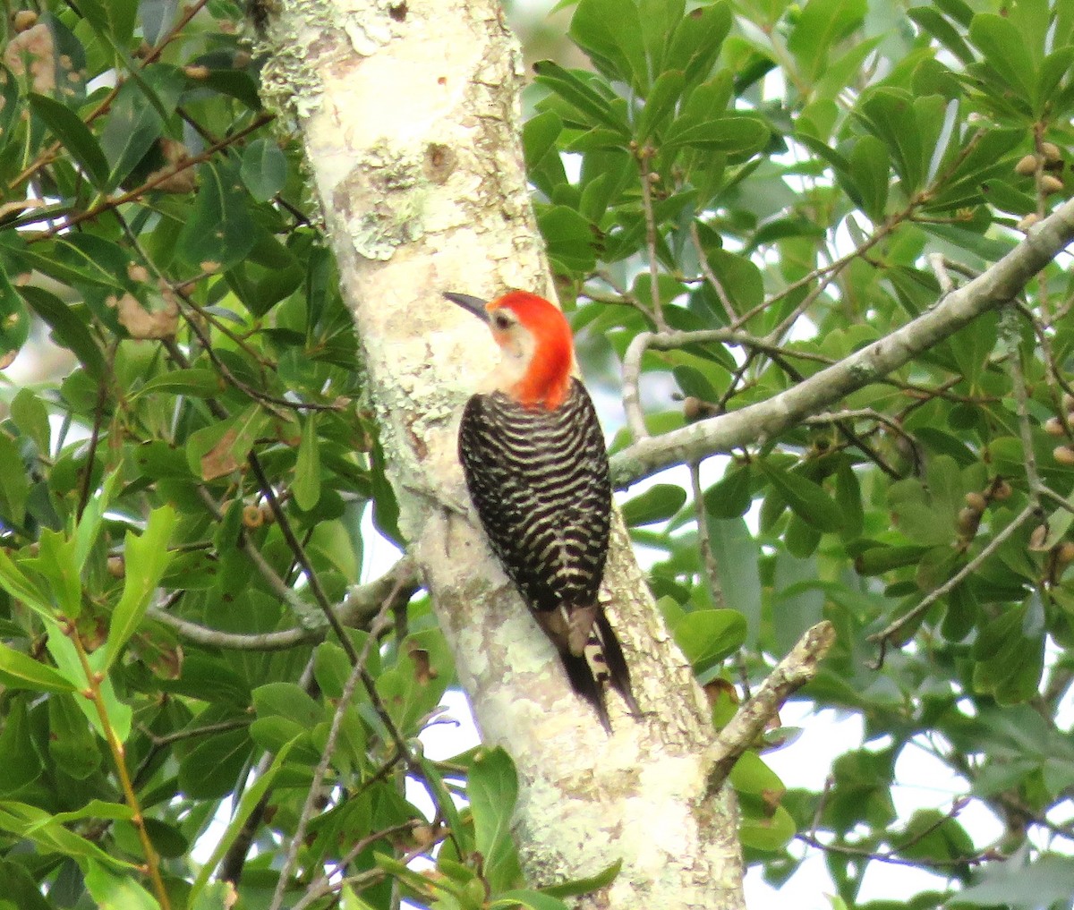 Red-bellied Woodpecker - ML620834249