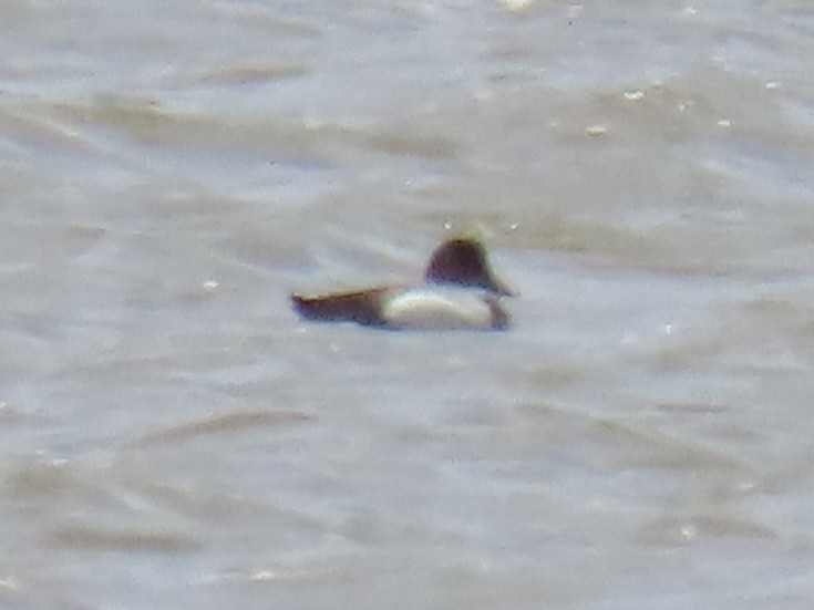 Greater/Lesser Scaup - ML620834250