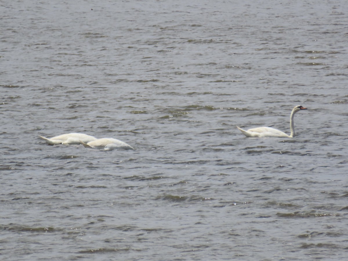 Mute Swan - ML620834252