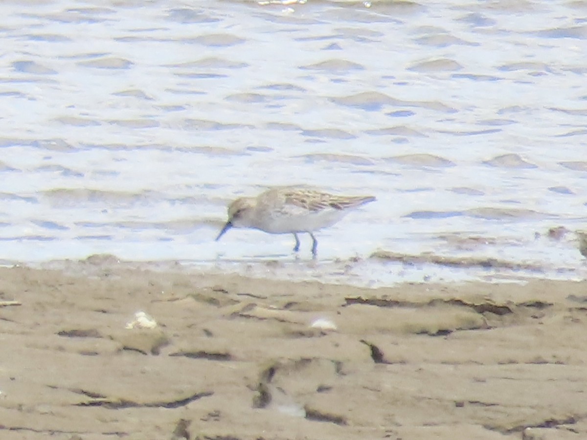 Weißbürzel-Strandläufer - ML620834257