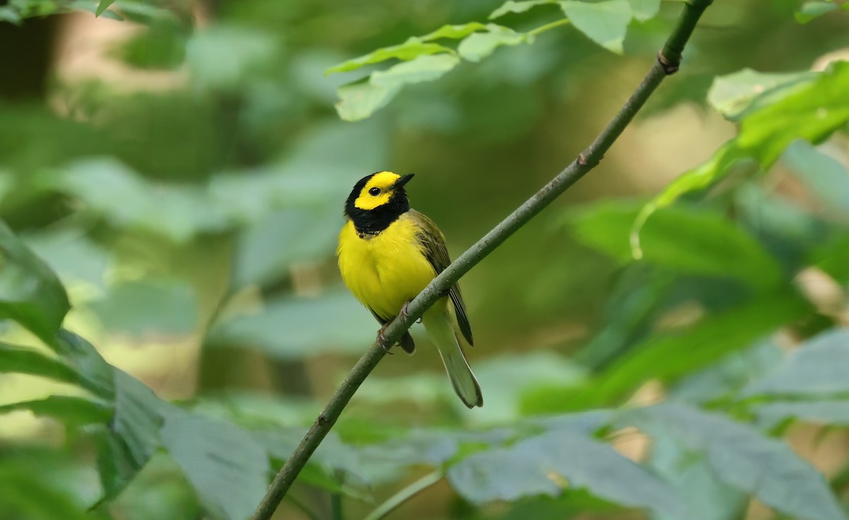 Hooded Warbler - ML620834258