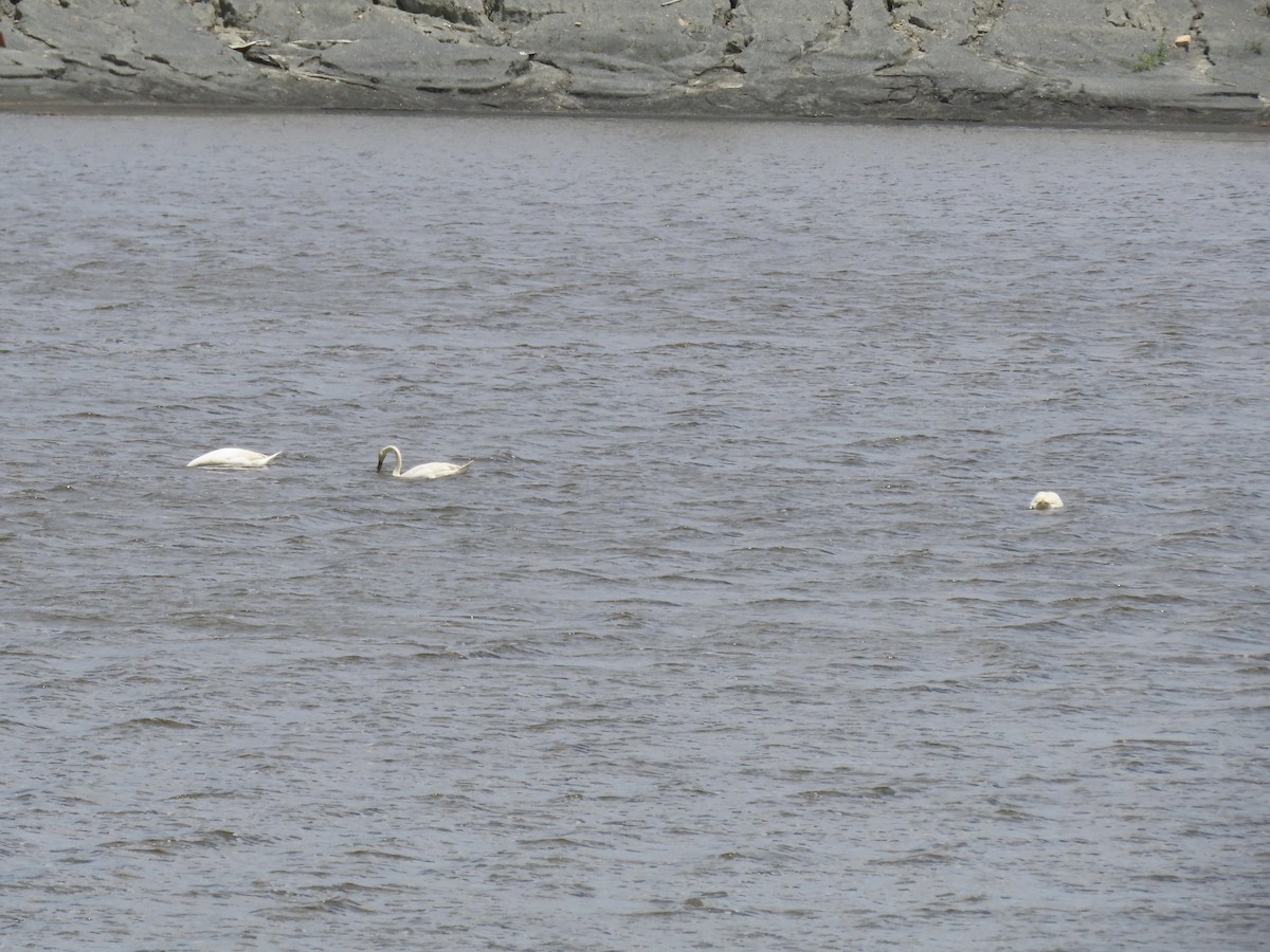 Mute Swan - ML620834261