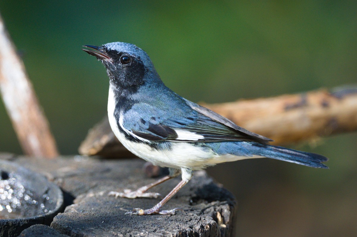 Black-throated Blue Warbler - ML620834263