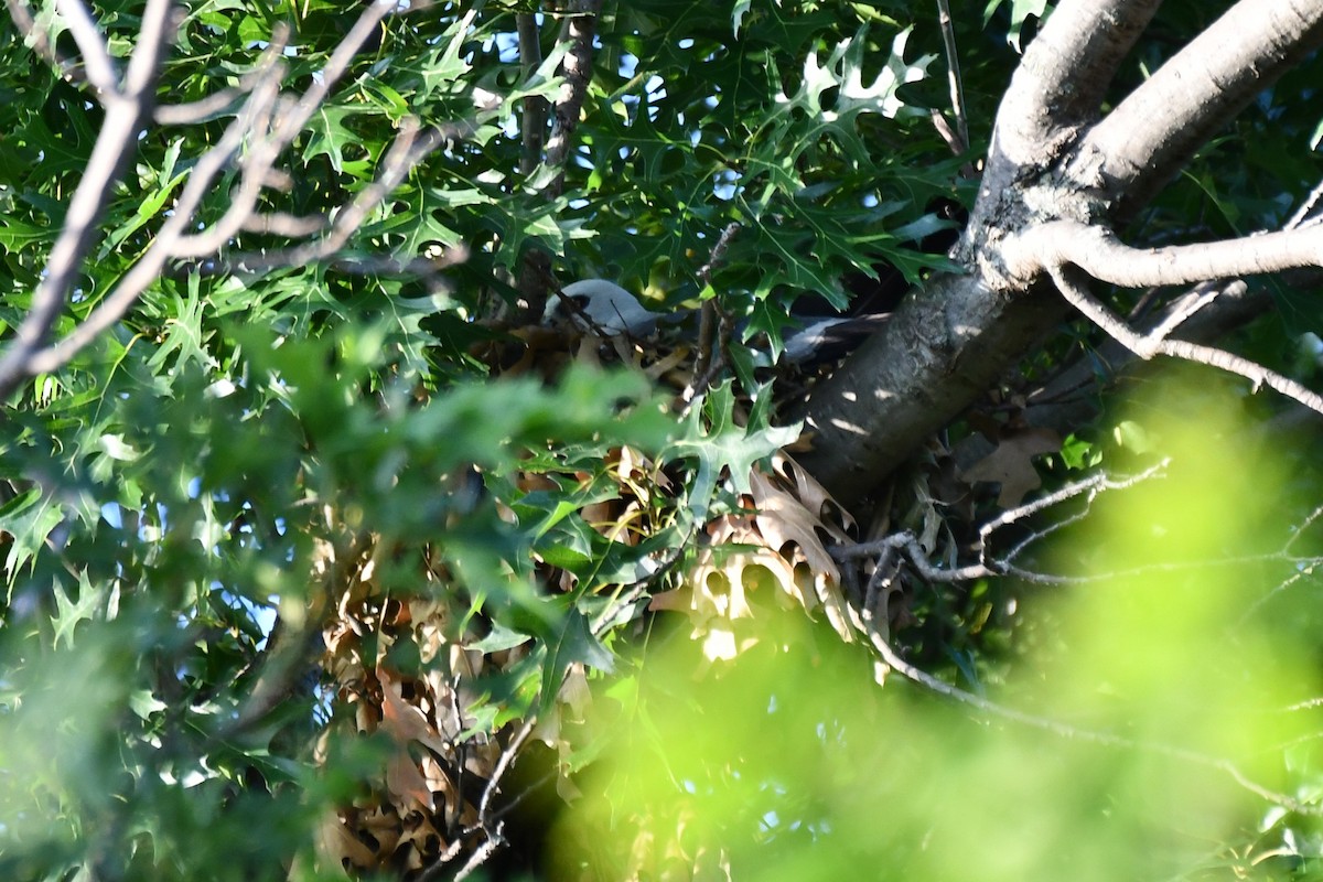 Mississippi Kite - ML620834267