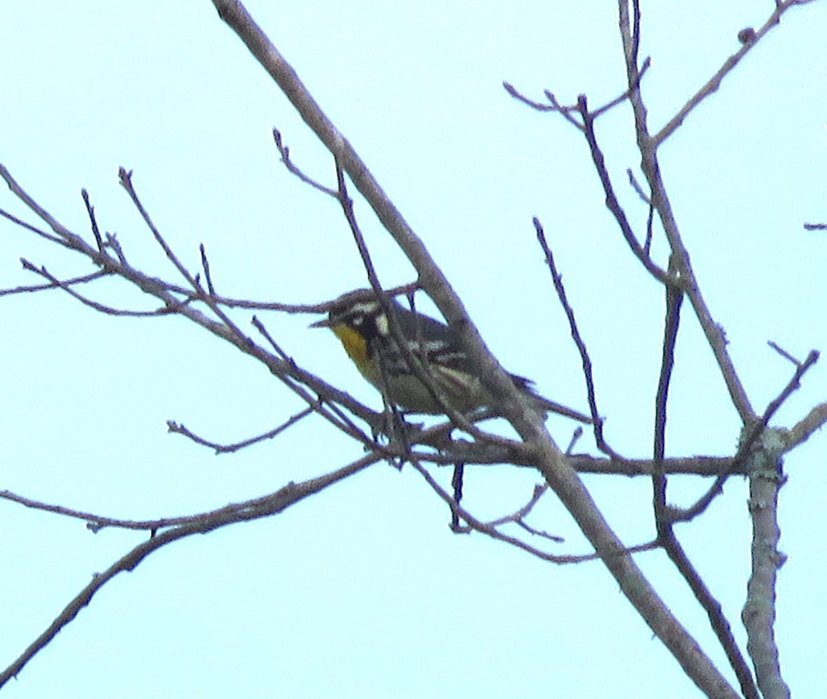 Yellow-throated Warbler - ML620834269