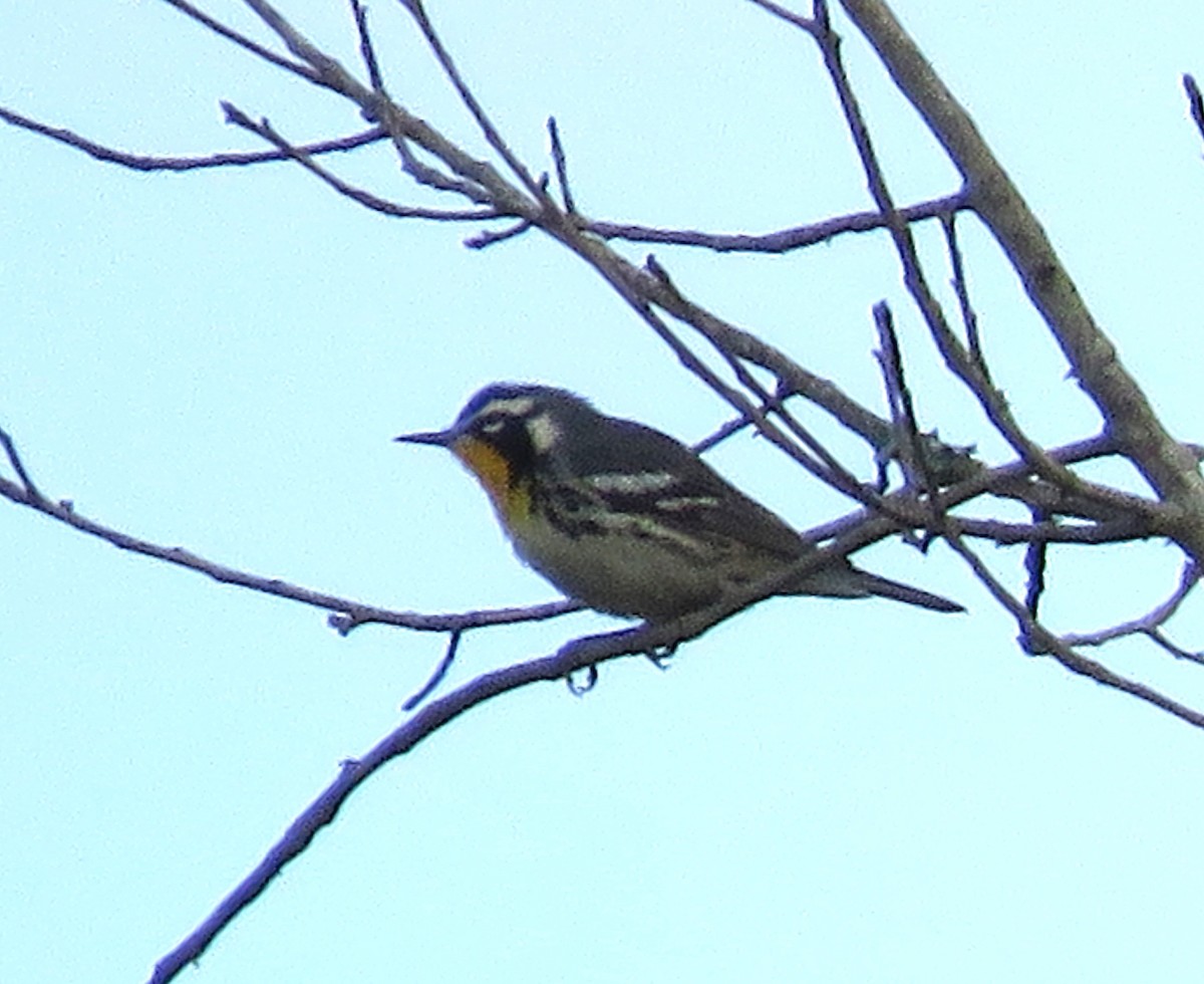 Yellow-throated Warbler - ML620834270