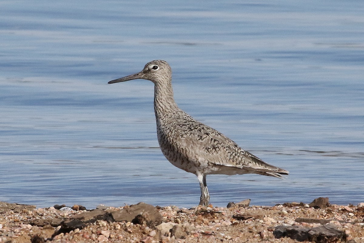 Willet - ML620834273