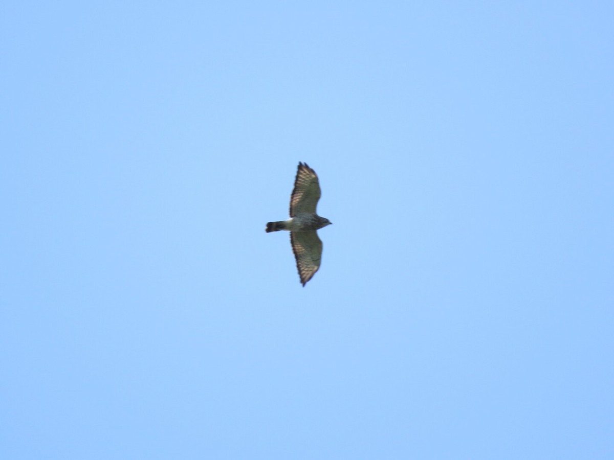 Broad-winged Hawk - Tania Mohacsi