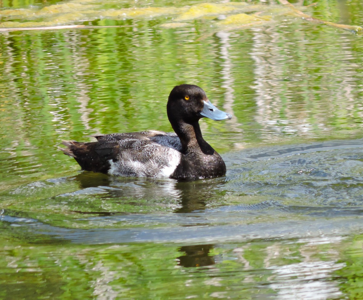 Lesser Scaup - ML620834291