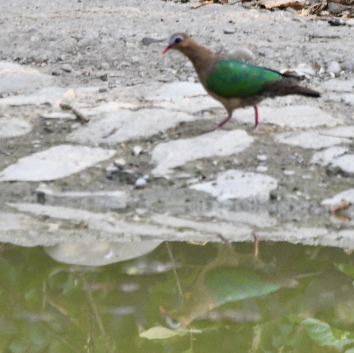 Asian Emerald Dove - mark perry