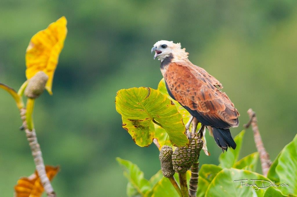 Black-collared Hawk - ML62083431