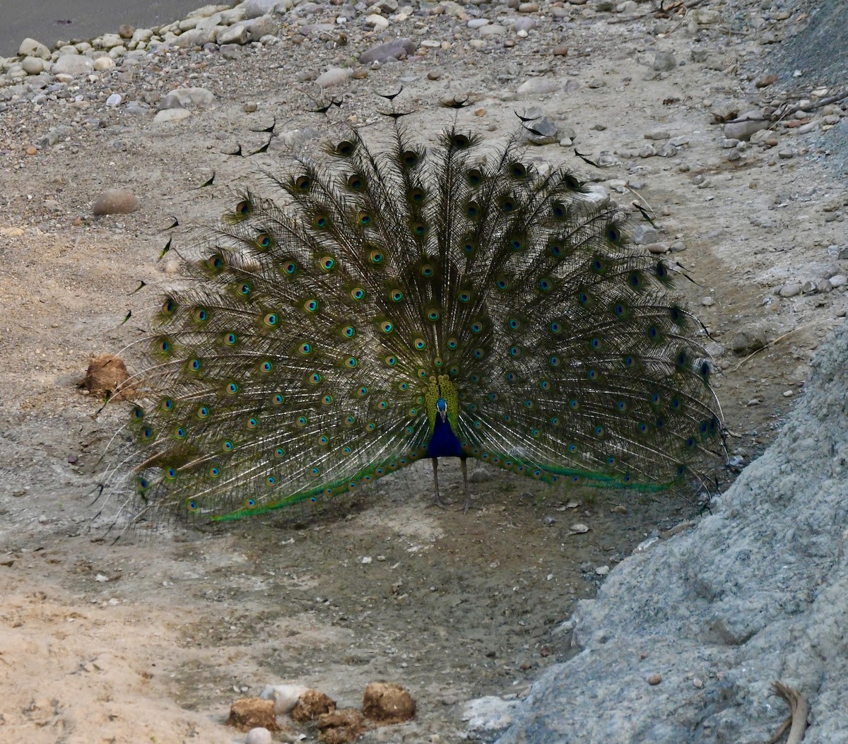 Indian Peafowl - ML620834314