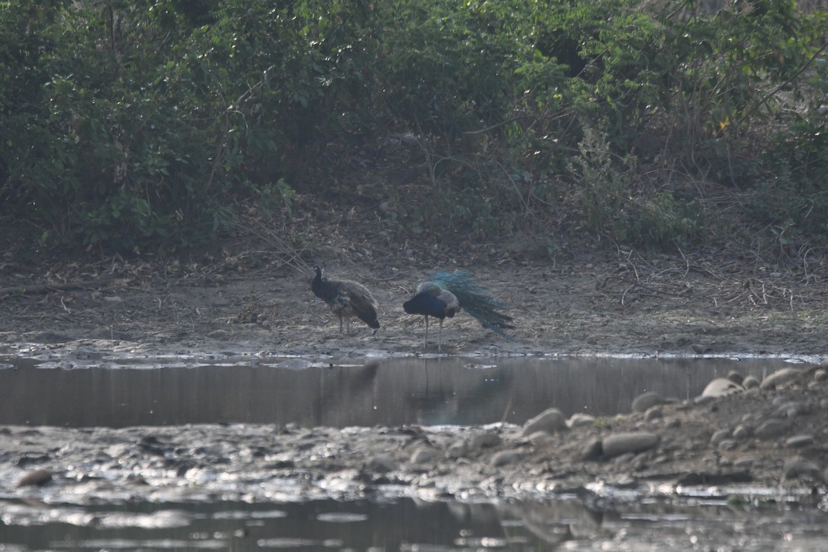 Indian Peafowl - ML620834317