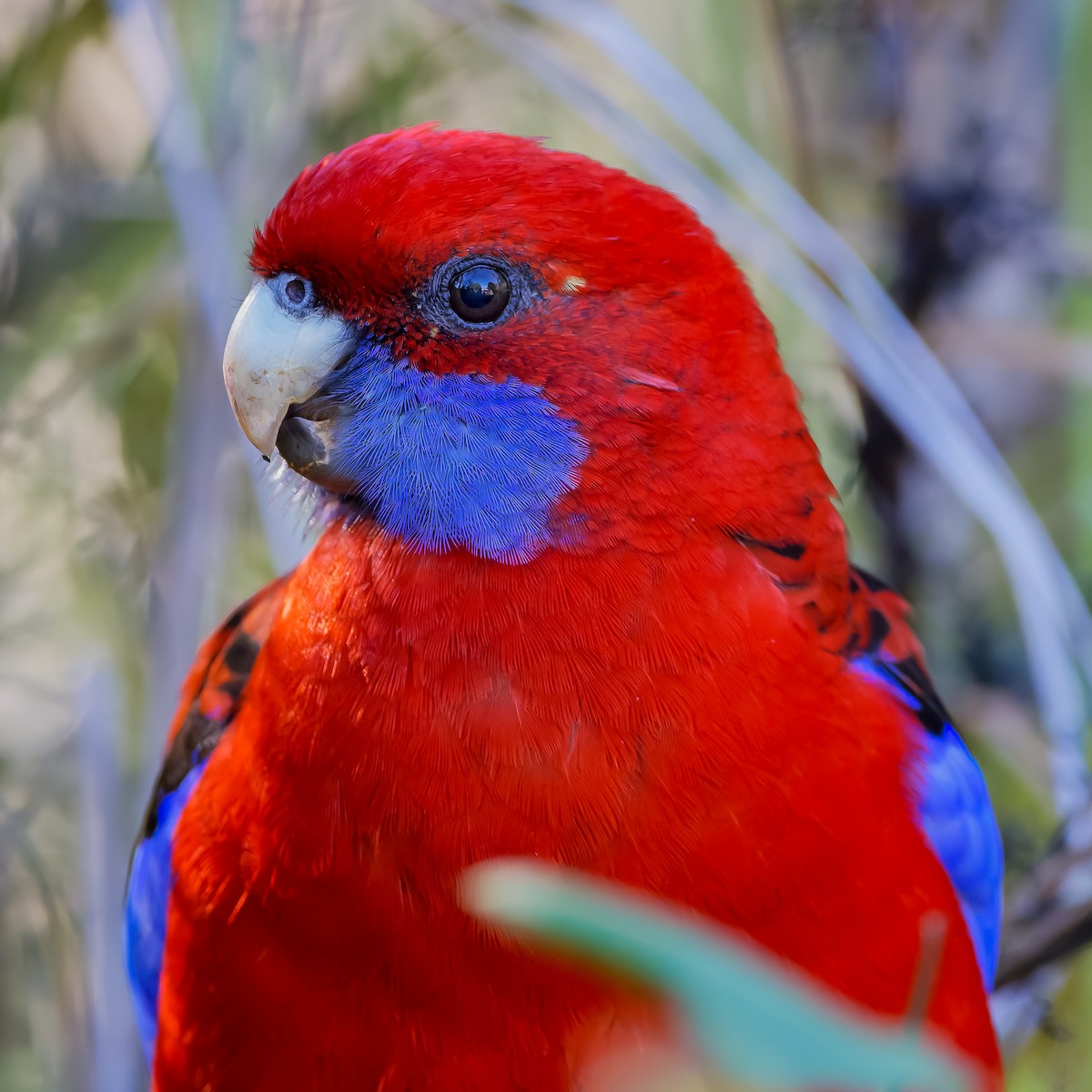 Crimson Rosella (Crimson) - ML620834318