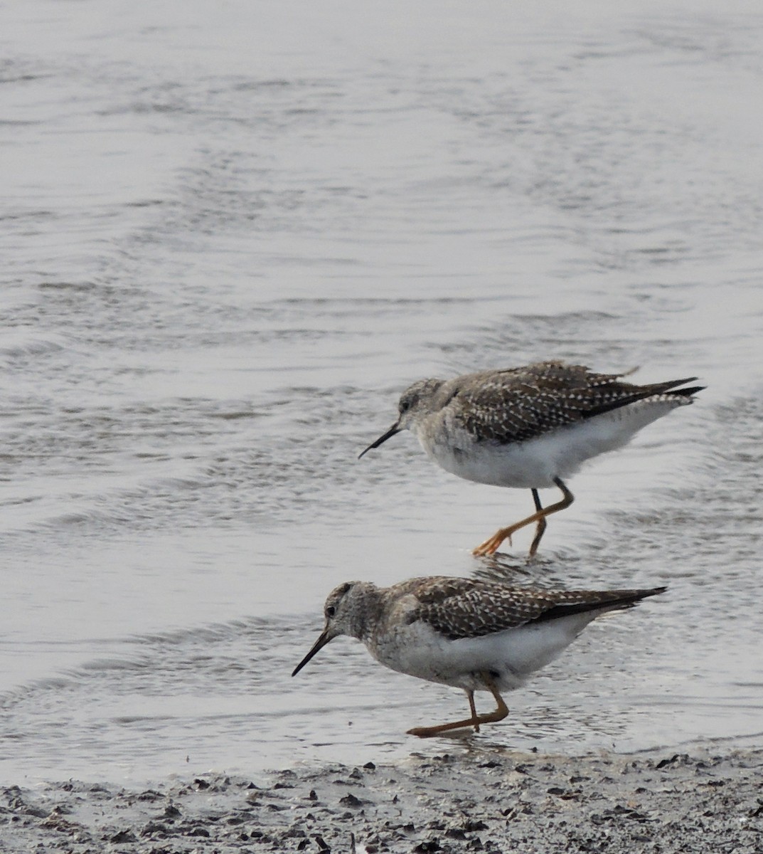 Lesser Yellowlegs - ML620834323