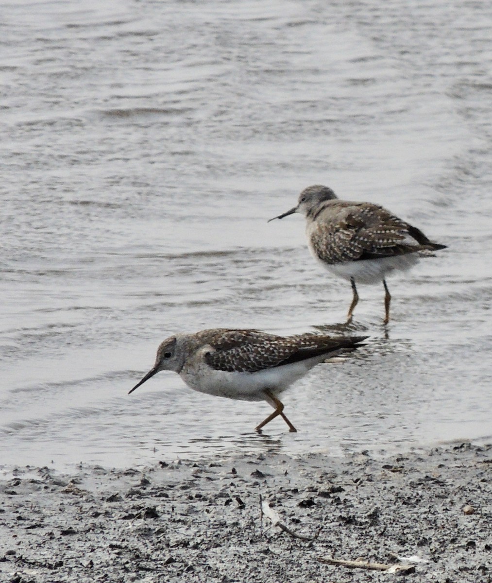 Lesser Yellowlegs - ML620834324