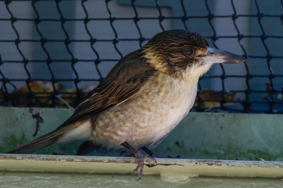 Gray Butcherbird - Leandro Rezende