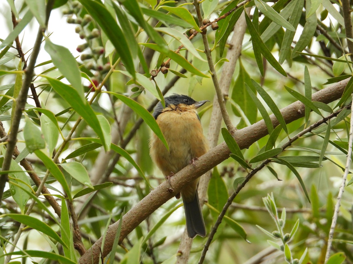 Rusty Flowerpiercer - ML620834333