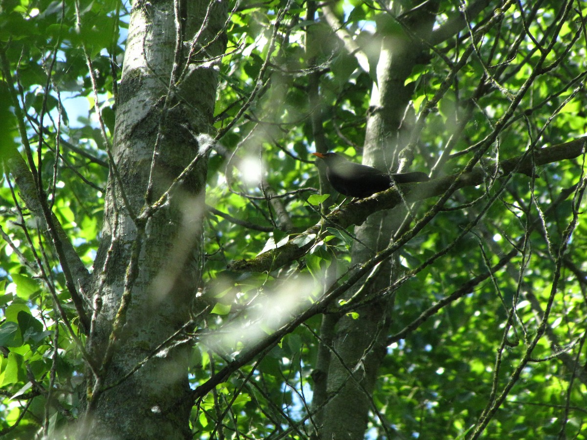 Eurasian Blackbird - ML620834348