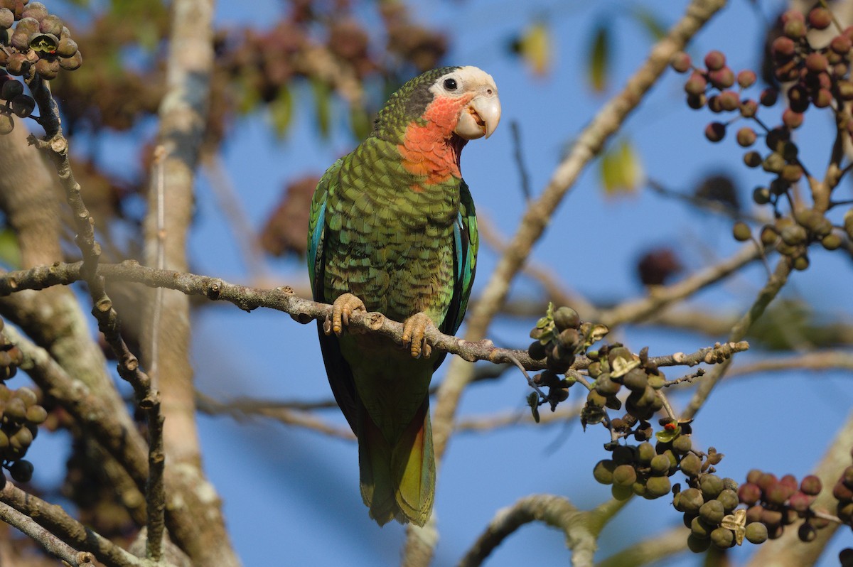 サクラボウシインコ - ML620834362