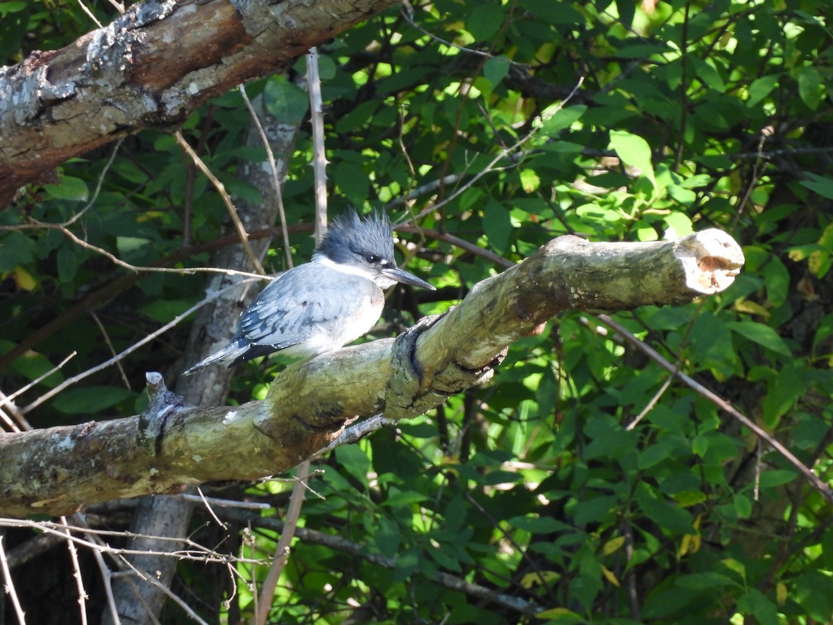 Belted Kingfisher - ML620834364