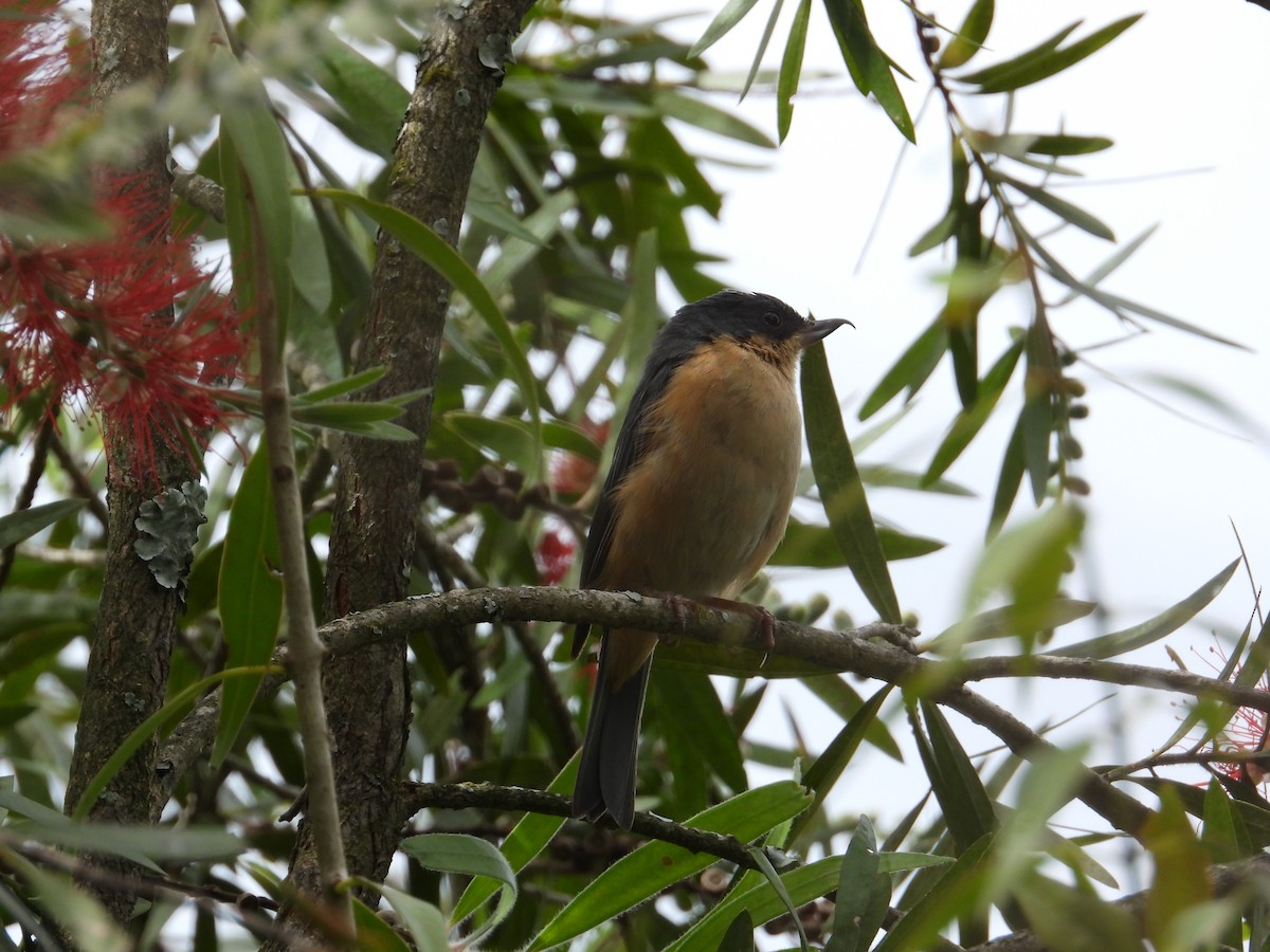 Rusty Flowerpiercer - Francisco Sornoza