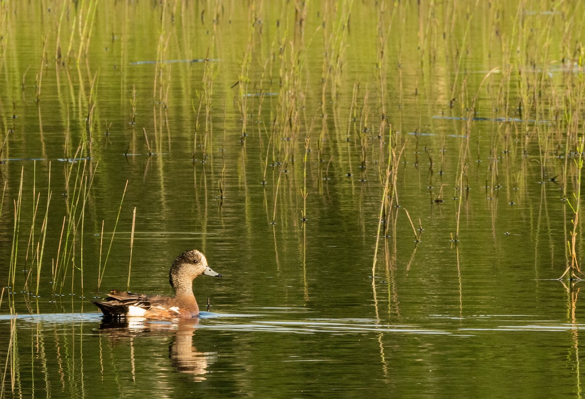 American Wigeon - ML620834371