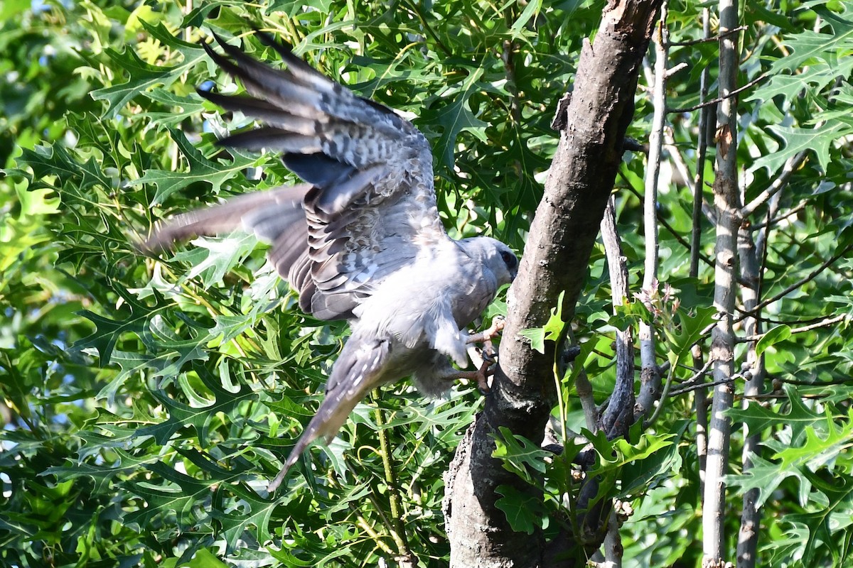 Mississippi Kite - ML620834386