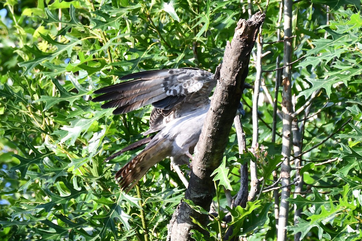 Mississippi Kite - ML620834387