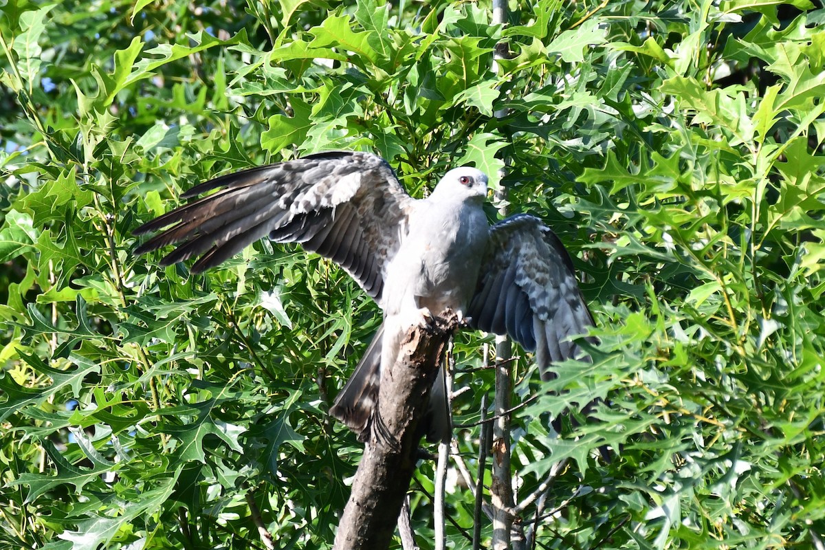 Mississippi Kite - ML620834391