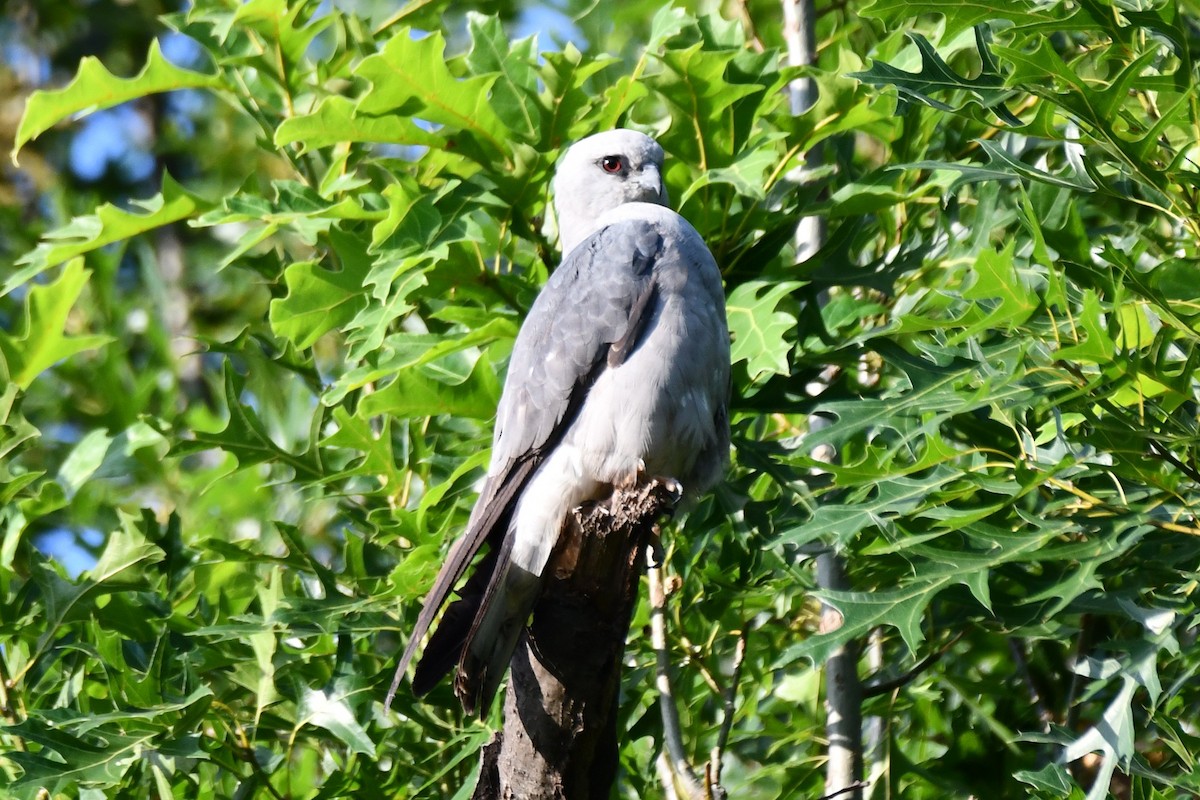 Mississippi Kite - ML620834392