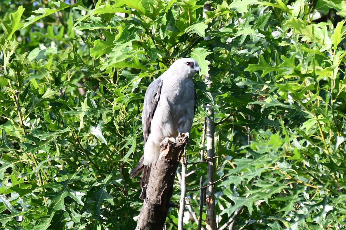 Mississippi Kite - ML620834393