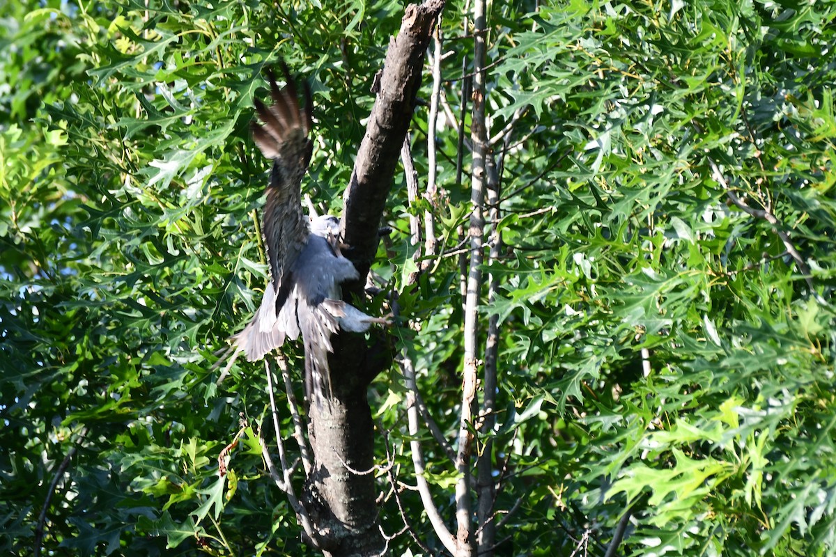 Mississippi Kite - ML620834394