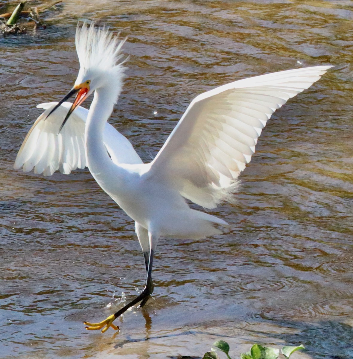 Snowy Egret - ML620834395