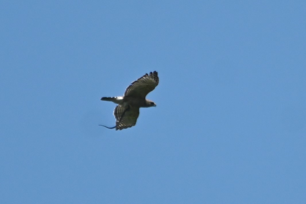 Red-shouldered Hawk - ML620834396