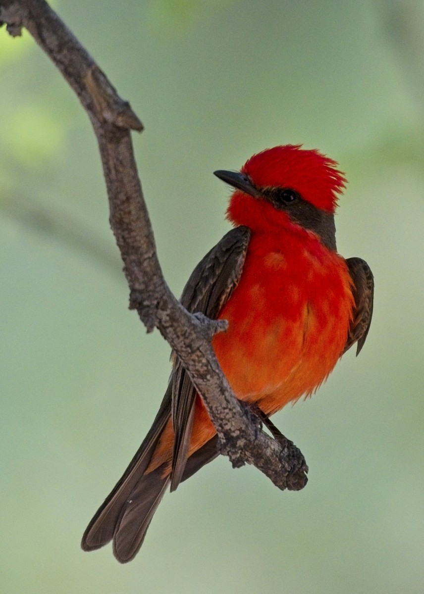 Vermilion Flycatcher - ML620834398