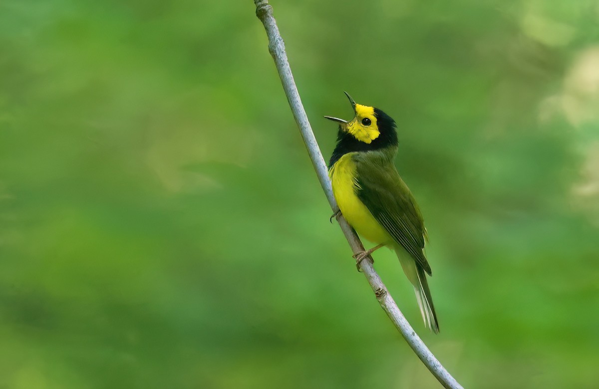 Hooded Warbler - ML620834400