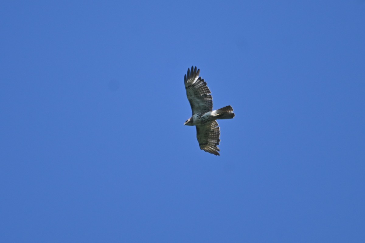 Red-tailed Hawk - ML620834403