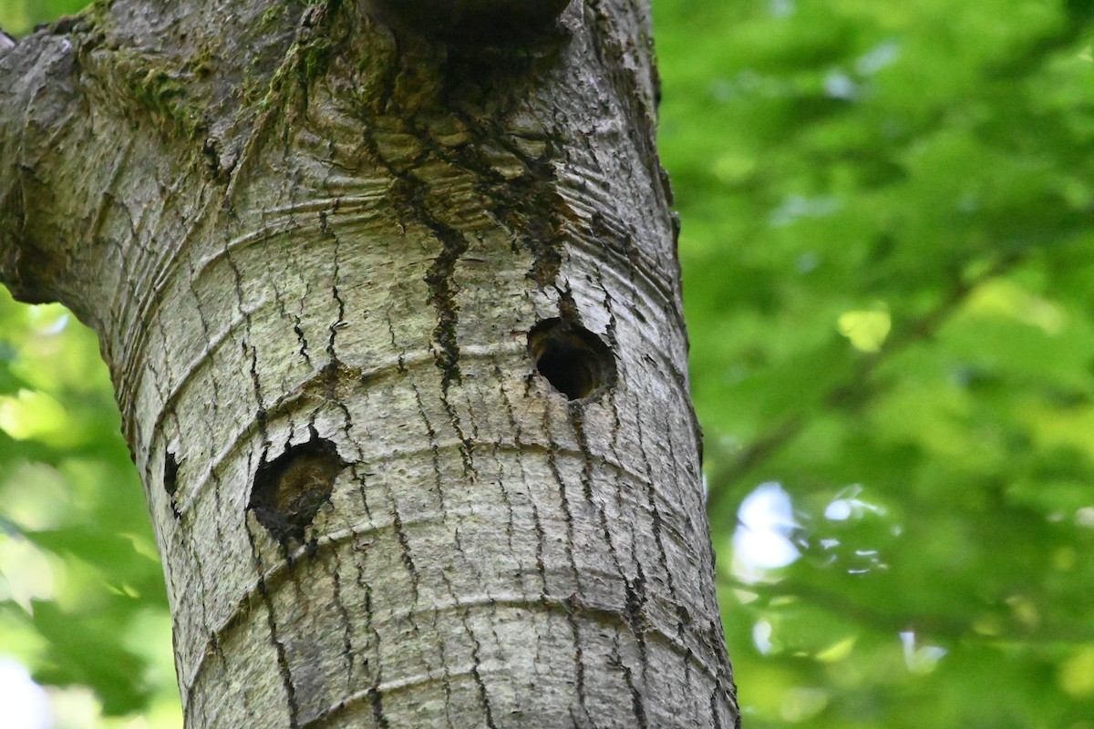 Yellow-bellied Sapsucker - ML620834404