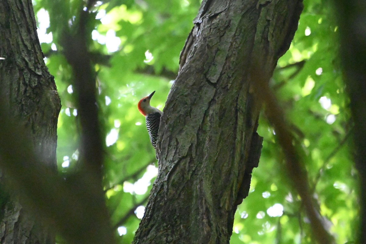 Red-bellied Woodpecker - ML620834405