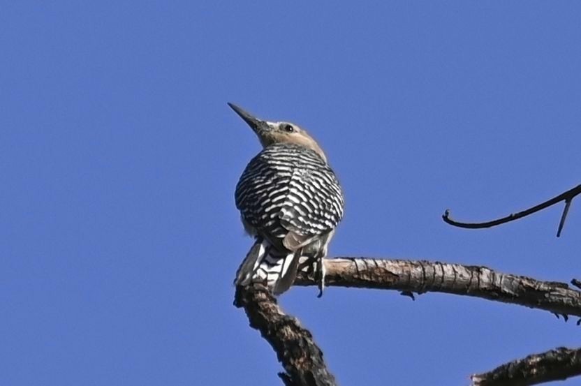 Gila Woodpecker - ML620834406